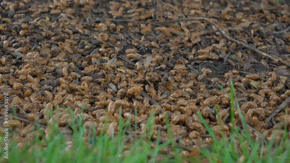 Many cicadas emerging from ground. Move camera shot Many cicadas emerging from ground. Move camera shot