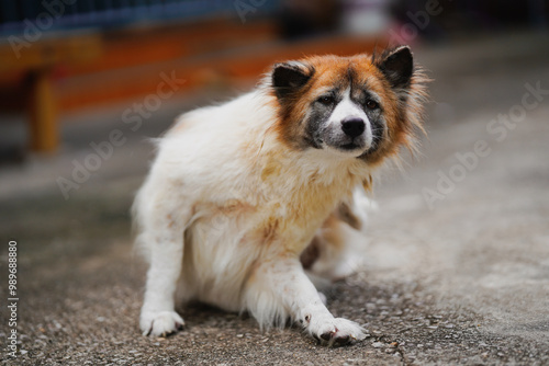 A white long-haired Thai dog actively scratches itself while sitting on a rough cement court.