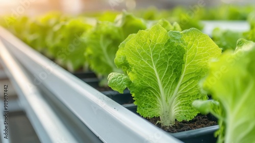 Close-up of lettuce growing in a hydroponic setup with roots visible in a water tray photo