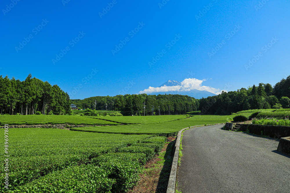 Fototapeta premium 【静岡県】富士山と茶畑の青空風景