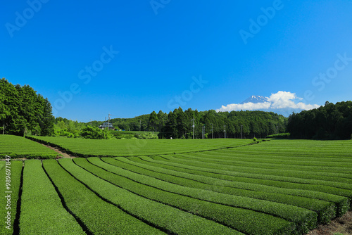 【静岡県】富士山と茶畑の青空風景