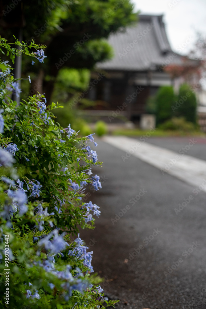 鎌倉249 本興寺1 ルリマツリ 鎌倉249 本興寺1 ルリマツリ