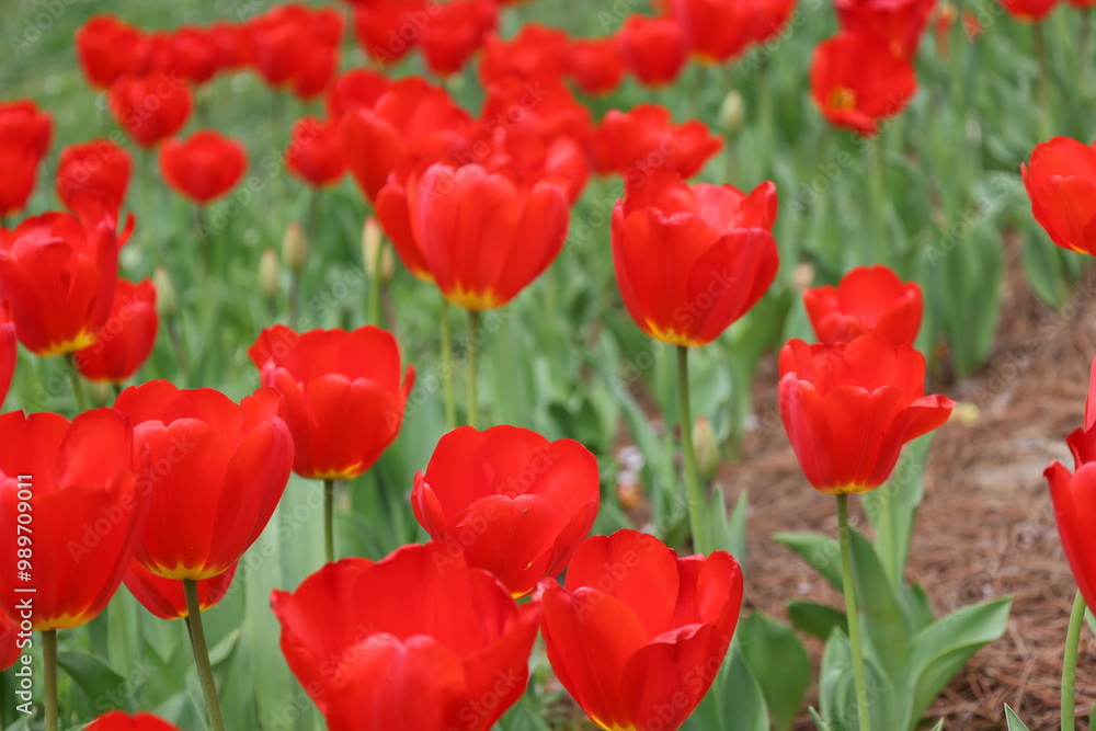 Obraz premium Colorful Flower Gardens Landscape Beautiful Plants 