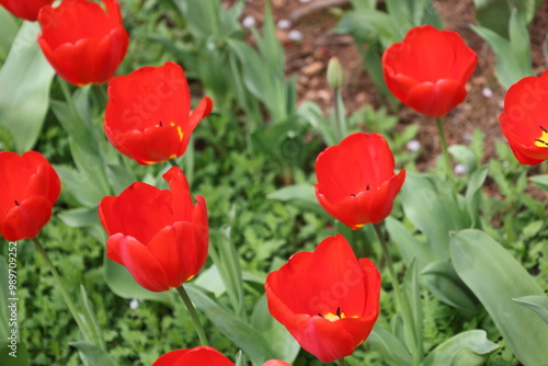 Colorful Flower Gardens Landscape Beautiful Plants 