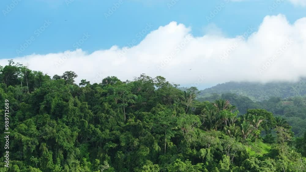 Embark on a journey through Costa Ricas lush forests, often covered in mist. A stunning 4K aerial view highlights the beauty and rich biodiversity of this tropical paradise Embark on a journey through Costa Ricas lush forests, often covered in mist. A stunning 4K aerial view highlights the beauty and rich biodiversity of this tropical paradise