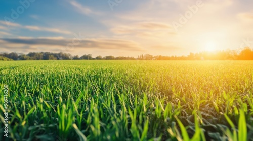 A vibrant green field stretches under a clear blue sky, illuminated by the warm glow of the setting sun amidst scattered clouds