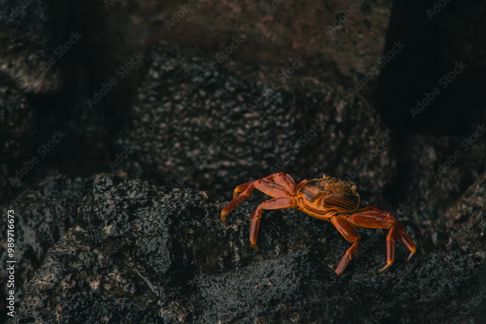 Endemic Encounters: Galápagos Wildlife Endemic Encounters: Galápagos Wildlife