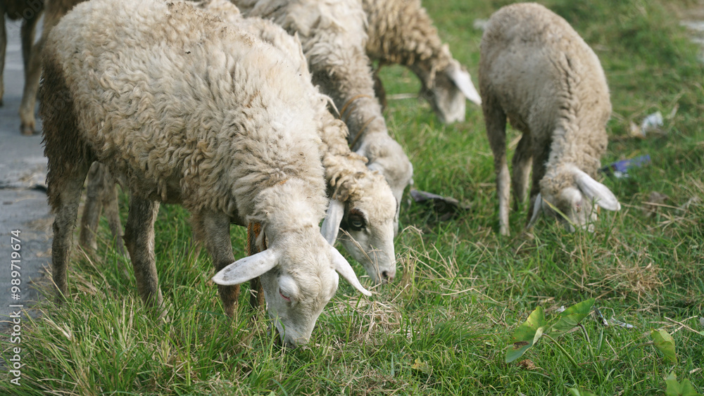 Goats are eating green grass. Focus selected Goats are eating green grass. Focus selected