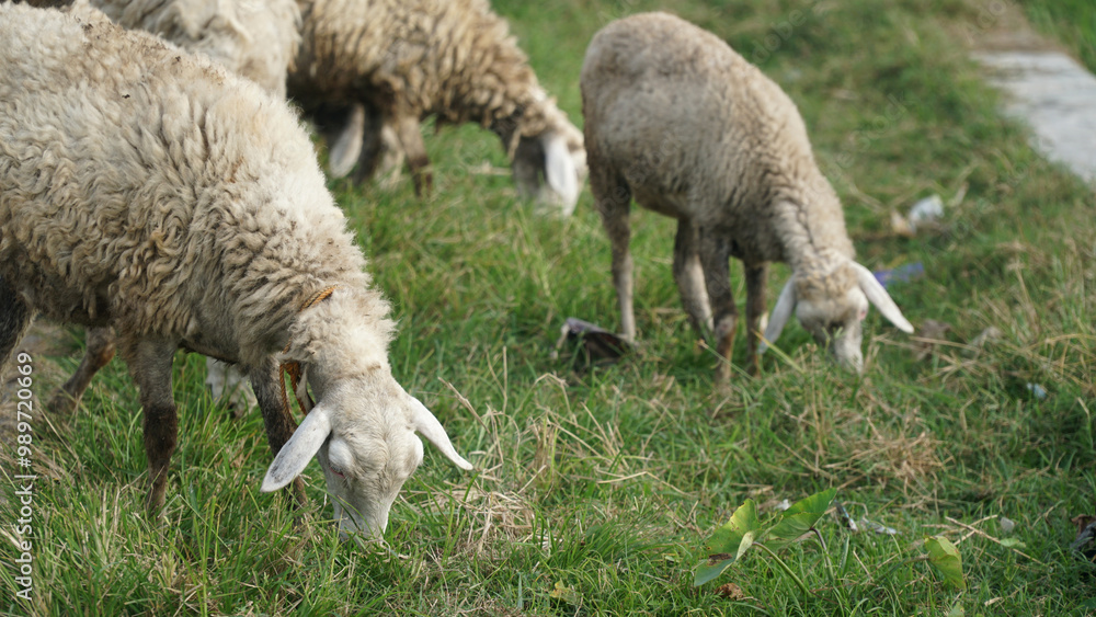 Goats are eating green grass. Focus selected Goats are eating green grass. Focus selected