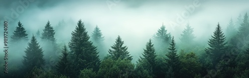 Misty fir forest with soft morning light filtering through the fog