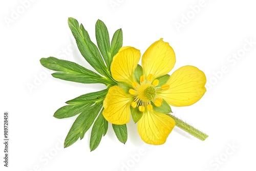 Cinquefoil Flower isolated on white background.