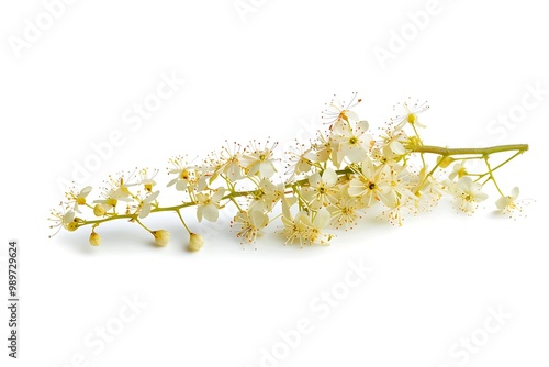 Dodder Flower isolated on white background. photo