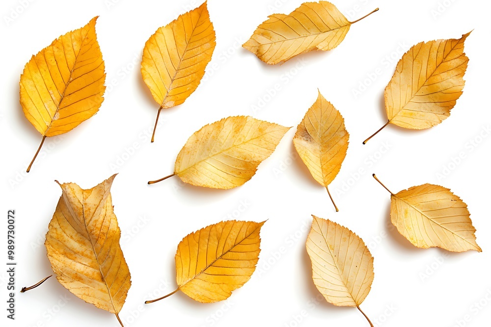 Obraz premium Golden elm leaves, spread out, on white background