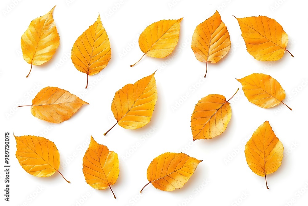 Obraz premium Golden elm leaves, spread out, on white background