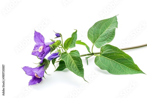 Enchanter’s Nightshade Flower isolated on white background. photo