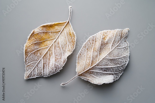 Frost-covered leaves, isolated, on gray background photo