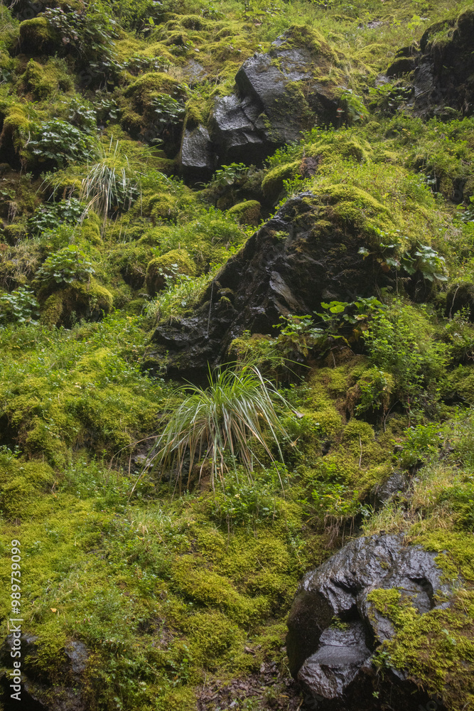 paisaje verde en montaña con vegetacion 
