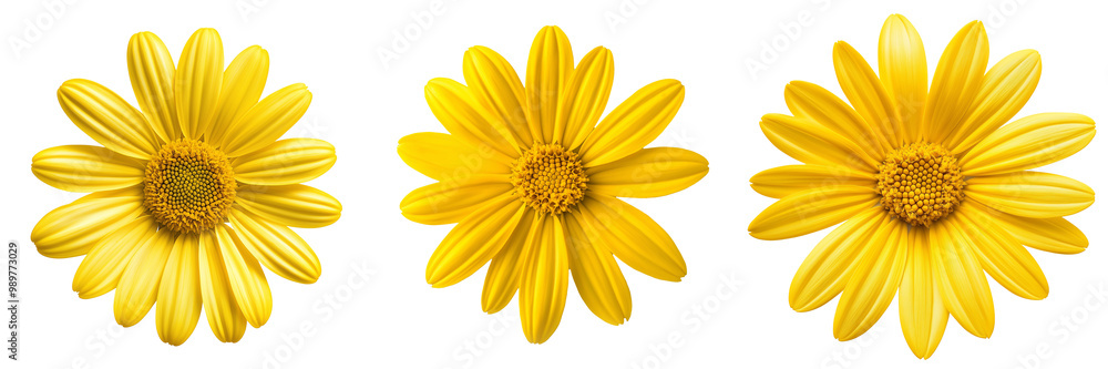 Obraz premium A single bright yellow daisy with perfectly symmetrical petals, isolated on a transparent background