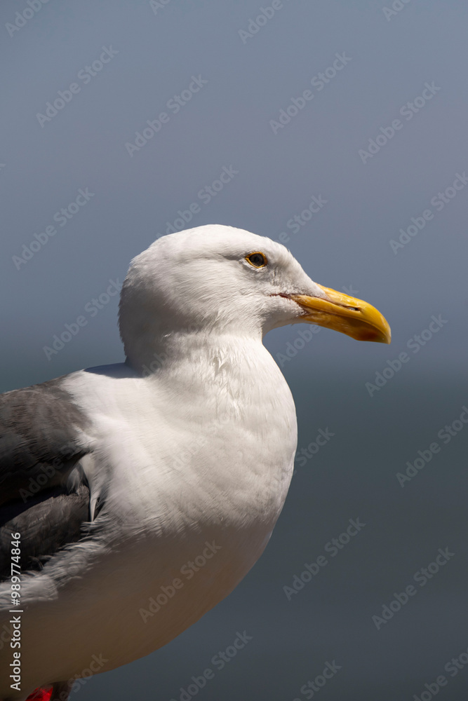 Perched Seagull Perched Seagull