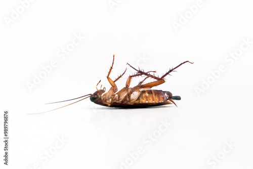 Closed-up good condition dead cockroach remains lie on it back isolated on white background.