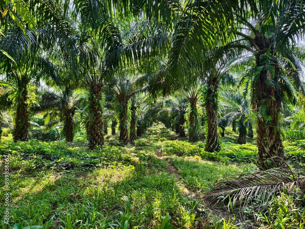 Obraz premium Company-owned oil palm plantation in South Kalimantan