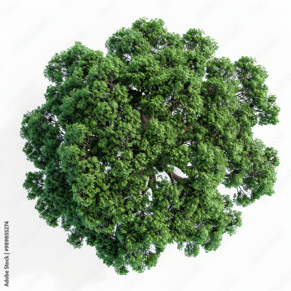 Obraz premium Lush Green Tree with Dense Foliage from Above