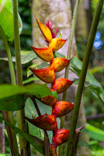 Close up of Heliconia rostrata photo