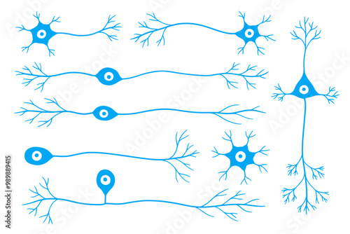 Illustrations of neurons of different types
