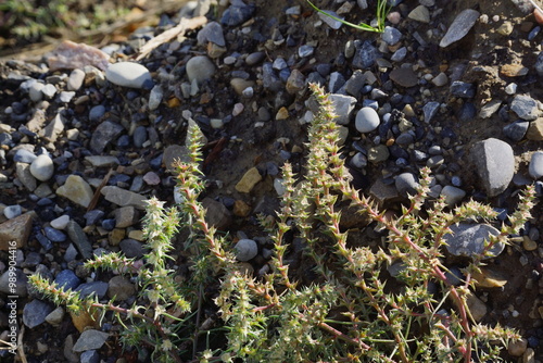 Cluster of weeds in front of pile of rocks of various sizes, well lit