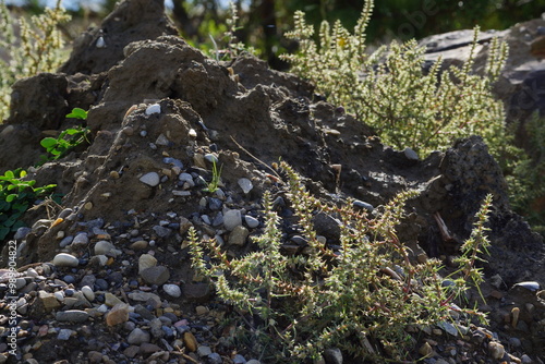Pile of rubble and stone with clusters of weeds on them