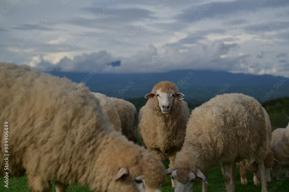 sheep stands in the field, all turning their gaze toward the camera with curious expressions. sheep stands in the field, all turning their gaze toward the camera with curious expressions.