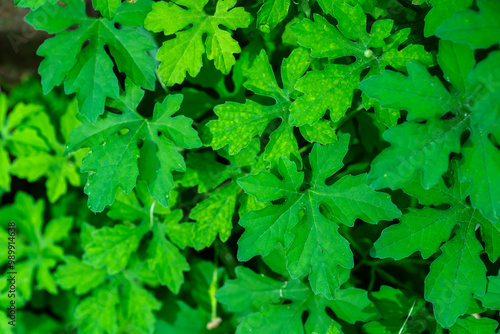 green plant