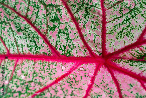 vibrant caladium leaf