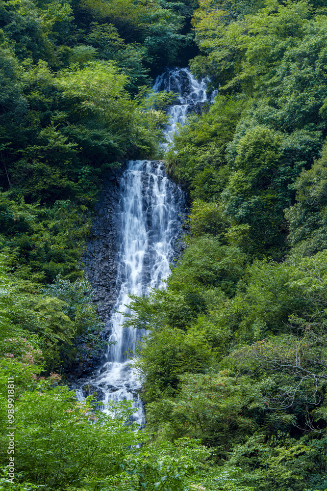 Fototapeta premium 伊豆 旭滝