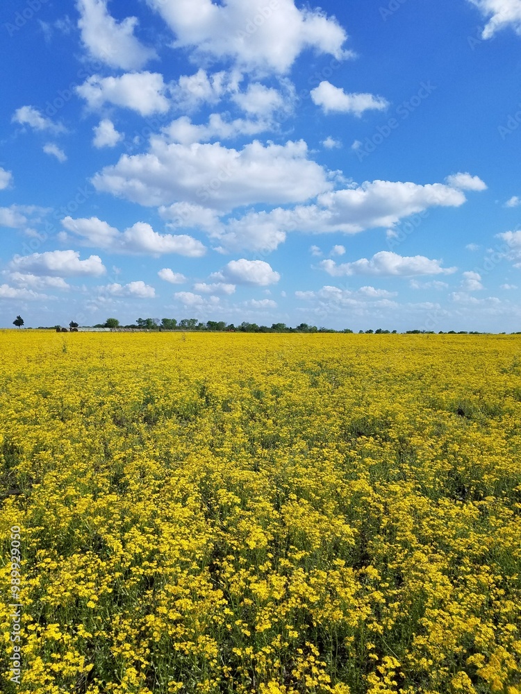 Field of yellow Field of yellow