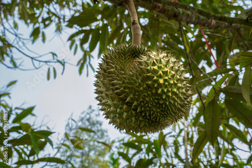 Durian the king of fruits in Asia, Durian fruit on tree in durian farm.