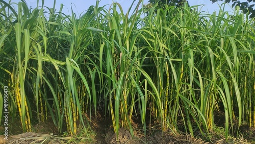 The land has a very nice thick fat sugarcane