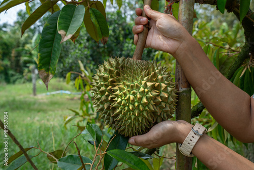 Durian the king of fruits in Asia, Durian fruit on tree in durian farm. photo