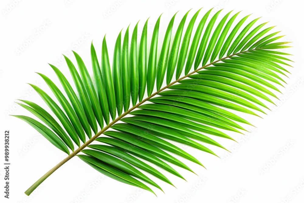 Obraz premium Isolated Green Palm Leaf on White Background for Nature, Tropical, and Botanical Design Use