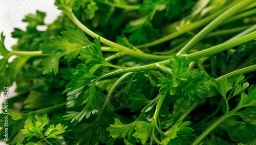 Fresh parsley with delicate green stems closeup photo