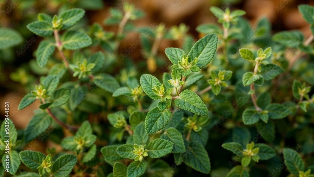 Fresh thyme leaves with earthy green color closeup Fresh thyme leaves with earthy green color closeup
