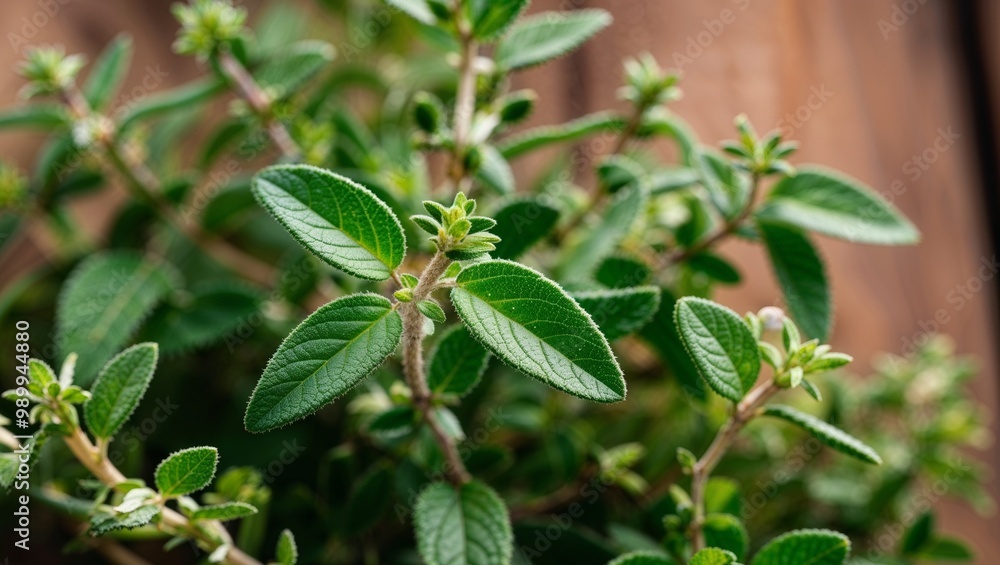 Fresh thyme sprigs with delicate green leaves closeup Fresh thyme sprigs with delicate green leaves closeup
