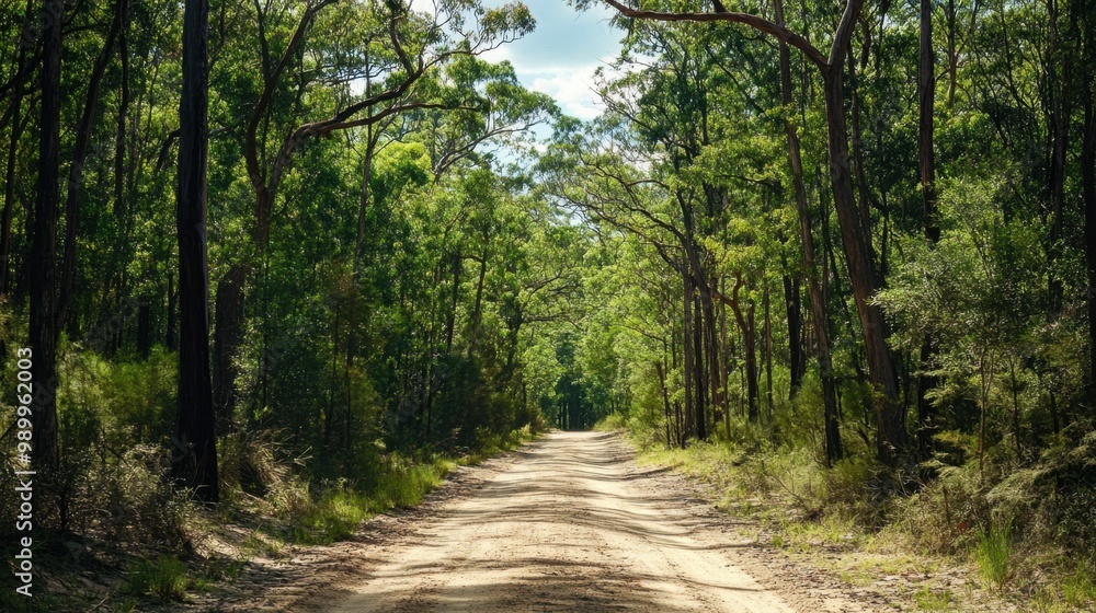 The sandy off-road bush track leads deep into the forest, framed by tall trees and the open sky, ideal for wilderness scenes The sandy off-road bush track leads deep into the forest, framed by tall trees and the open sky, ideal for wilderness scenes