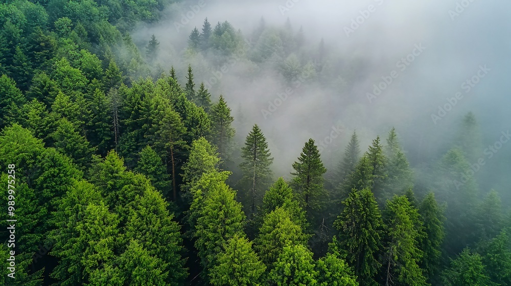 Aerial view of a lush forest with mist rolling through the trees. Aerial view of a lush forest with mist rolling through the trees.