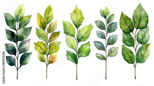 Watercolor Green Leaves Branch Botanical Illustration Set