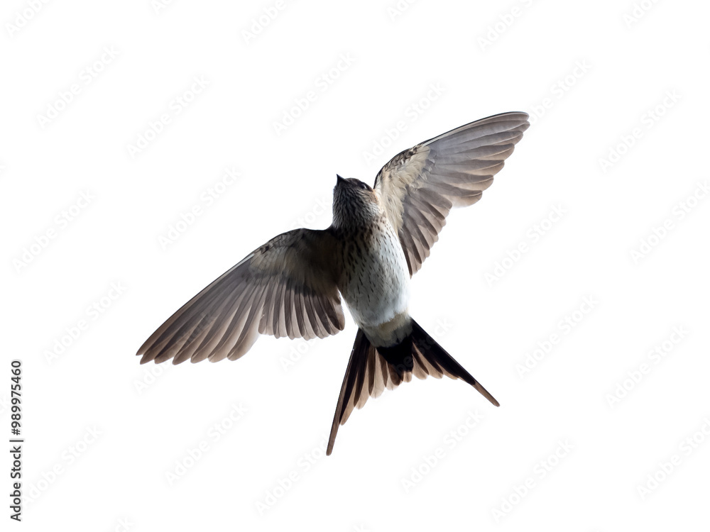 Obraz premium 飛行中のコシアカツバメのお腹