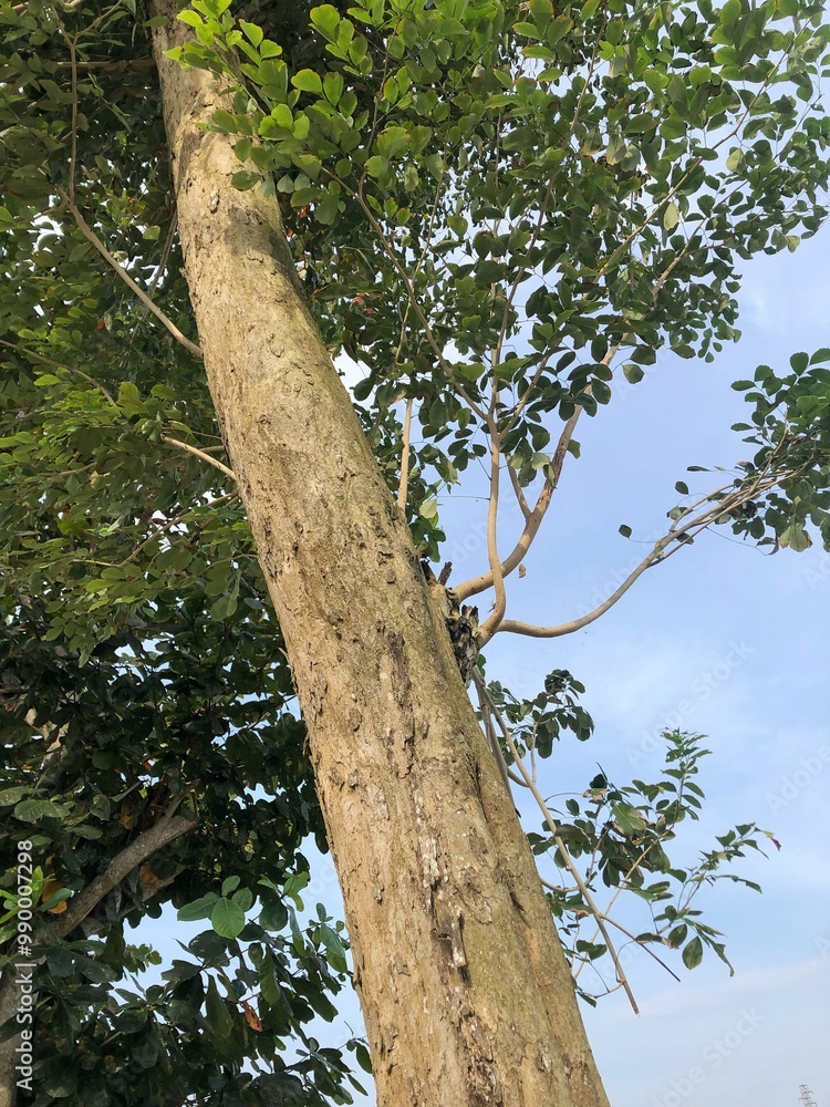 Fototapeta premium Angsana tree bark surface texture. This is a tropical tree that is famous for being expensive in Indonesia.