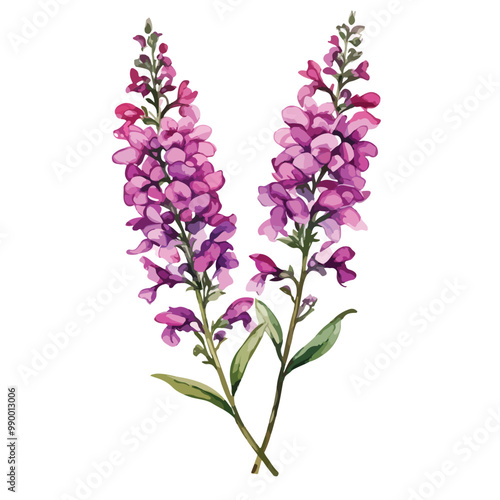 Angelonia Watercolor illustration. isolated on white with clipping path