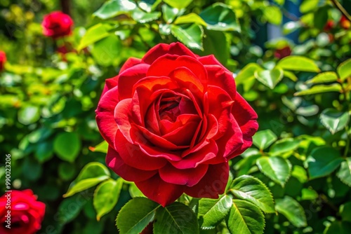 Vibrant Scarlet Rose in Full Bloom Surrounded by Lush Green Leaves on a Sunny Day Outdoors