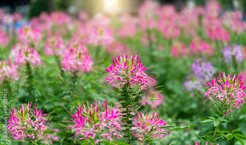 Background of pink spider flowers